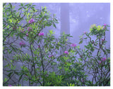 Pacific Rhododendrons In Redwood Forest Interior, Del Norte Coast, Redwood National Park, California-Paper Art-42,,X32,,