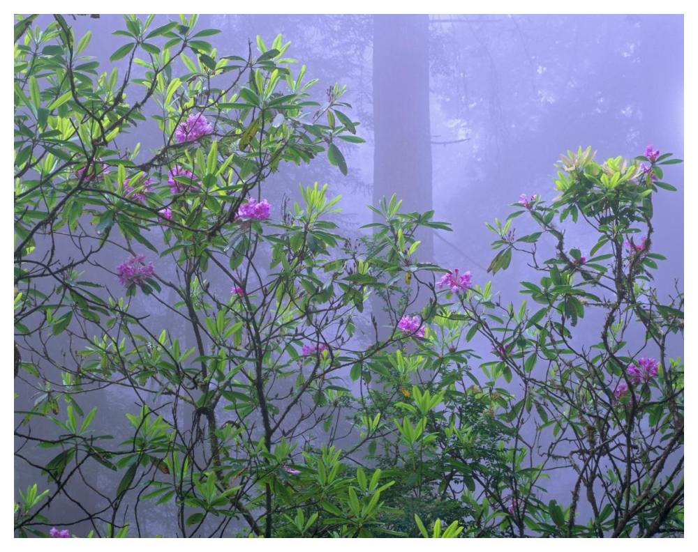 Pacific Rhododendrons In Redwood Forest Interior, Del Norte Coast, Redwood National Park, California-Paper Art-50,,X38,,