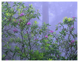 Pacific Rhododendrons In Redwood Forest Interior, Del Norte Coast, Redwood National Park, California-Paper Art-50,,X38,,