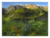 Wildflower Meadow Looking Towards Mount Sneffels Wilderness, Yankee Boy Basin, Colorado-Paper Art-26,,X20,,