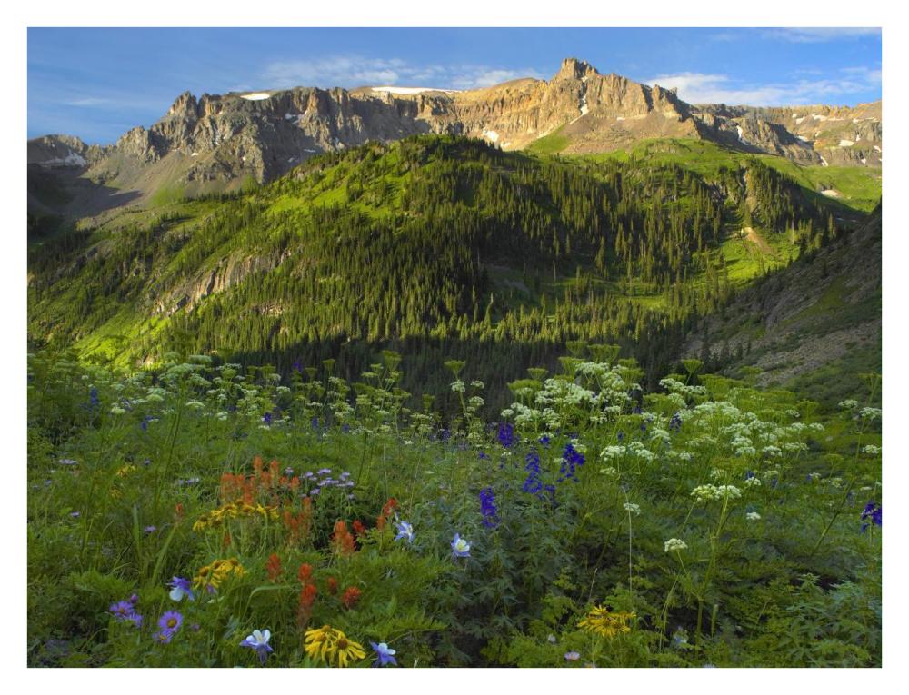 Wildflower Meadow Looking Towards Mount Sneffels Wilderness, Yankee Boy Basin, Colorado-Paper Art-34,,X26,,