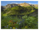 Wildflower Meadow Looking Towards Mount Sneffels Wilderness, Yankee Boy Basin, Colorado-Paper Art-42,,X32,,