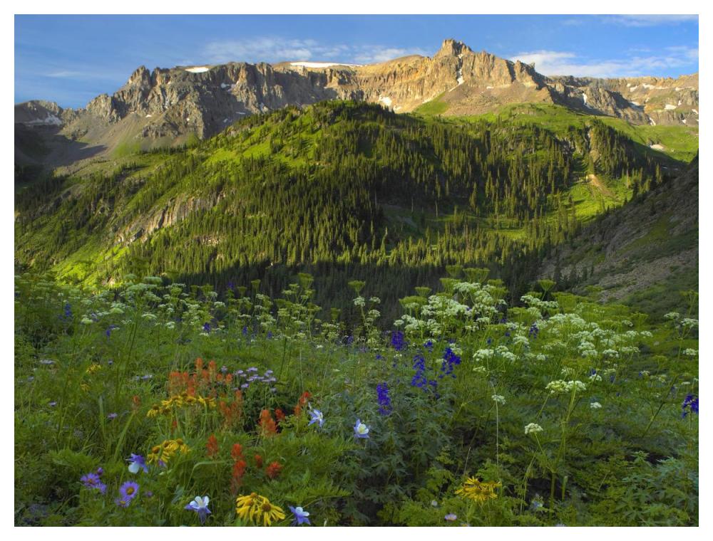 Wildflower Meadow Looking Towards Mount Sneffels Wilderness, Yankee Boy Basin, Colorado-Paper Art-50,,X38,,