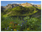 Wildflower Meadow Looking Towards Mount Sneffels Wilderness, Yankee Boy Basin, Colorado-Paper Art-50,,X38,,