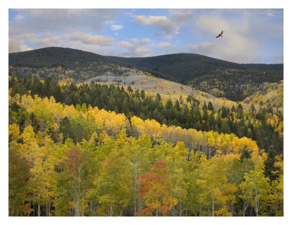 Cooper'S Hawk, Santa Fe National Forest, Sangre De Cristo Mountains, New Mexico-Paper Art-18,,X14,,