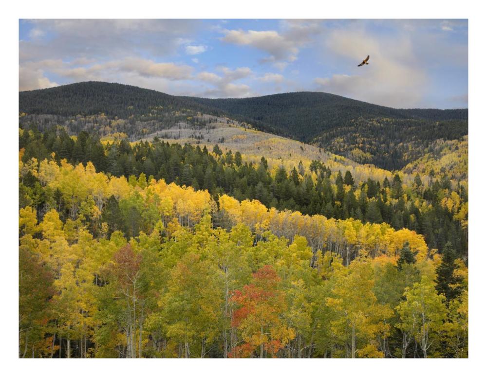 Cooper'S Hawk, Santa Fe National Forest, Sangre De Cristo Mountains, New Mexico-Paper Art-26,,X20,,