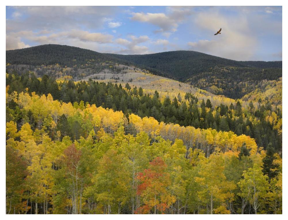 Cooper'S Hawk, Santa Fe National Forest, Sangre De Cristo Mountains, New Mexico-Paper Art-50,,X38,,