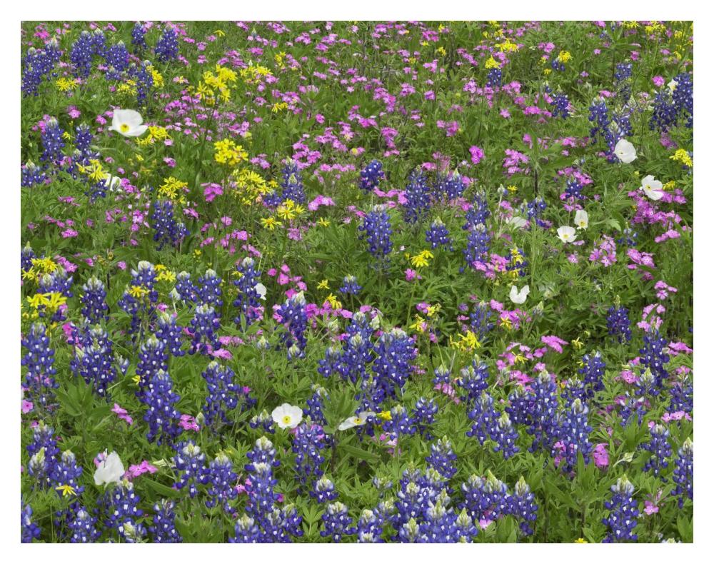 Sand Bluebonnet Flowers, Hill Country, Texas-Paper Art-18,,X14,,