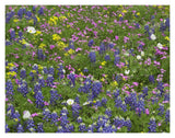 Sand Bluebonnet Flowers, Hill Country, Texas-Paper Art-18,,X14,,