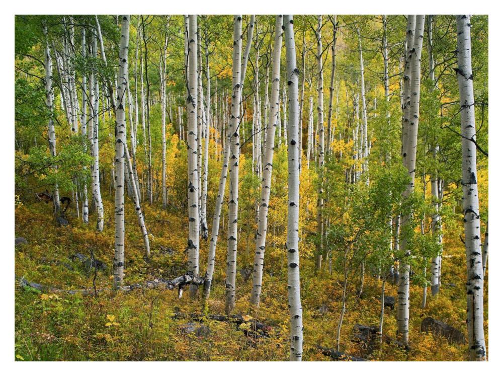 Aspen Forest, Colorado-Paper Art-18,,X14,,