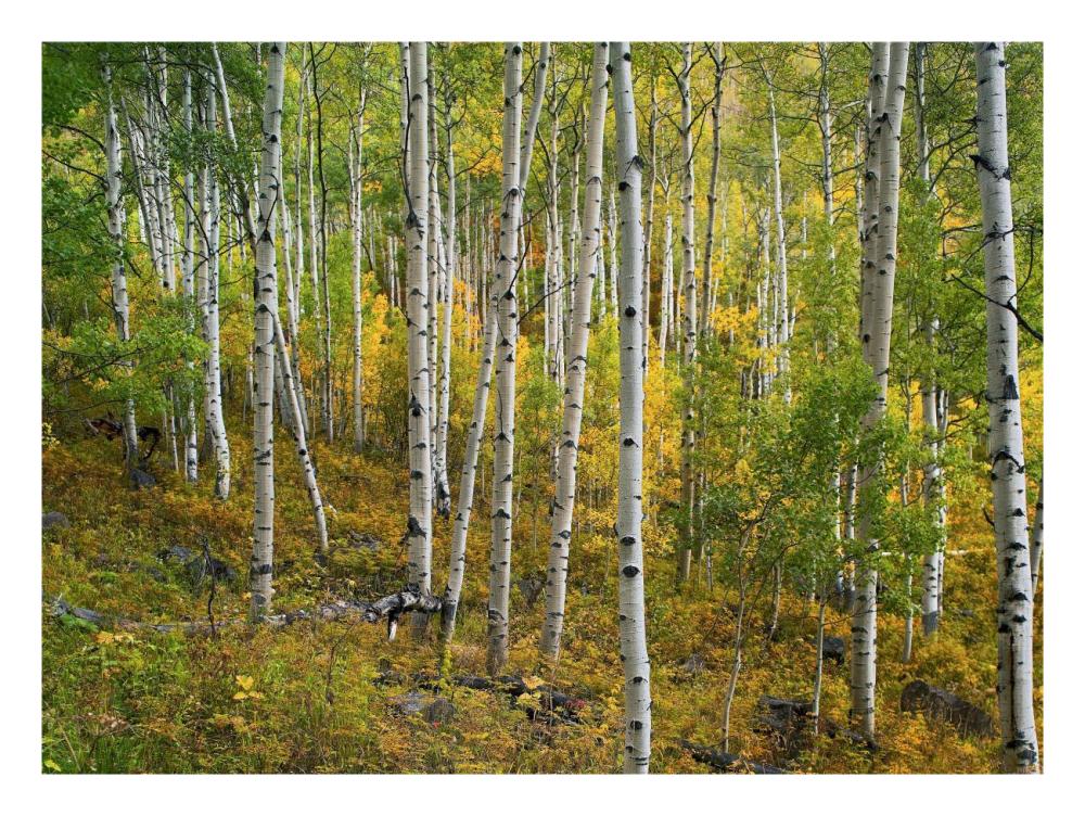 Aspen Forest, Colorado-Paper Art-26,,X20,,