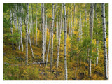 Aspen Forest, Colorado-Paper Art-34,,X26,,