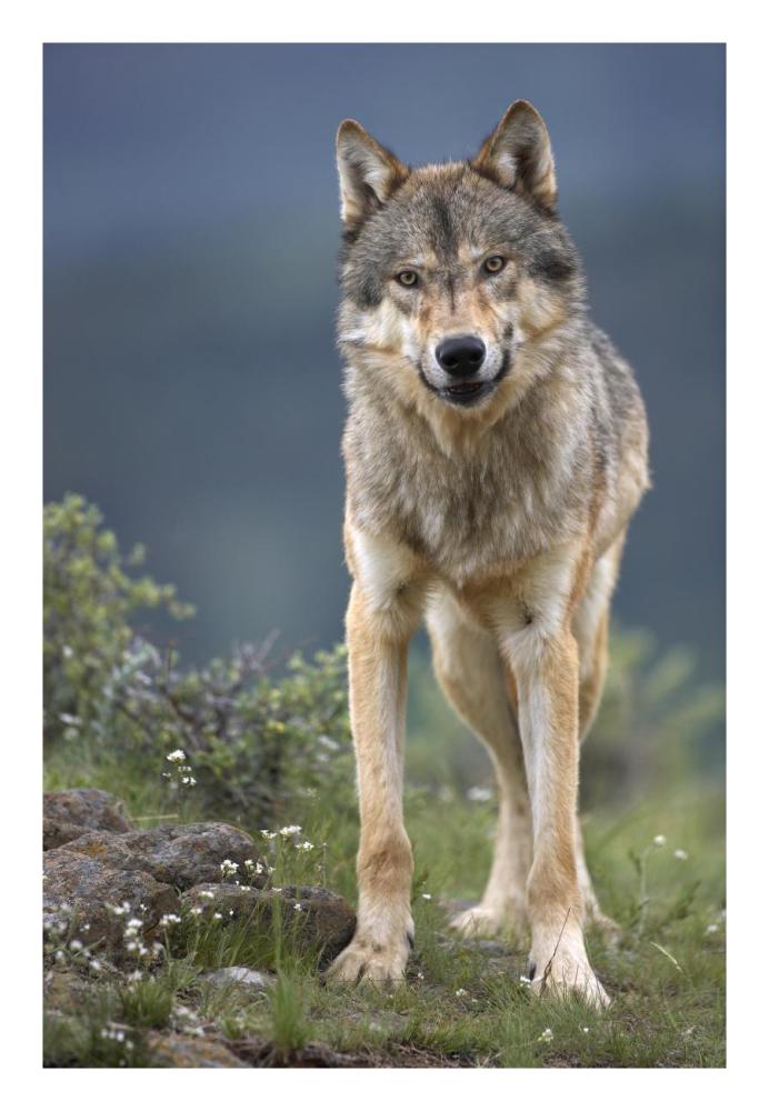 Gray Wolf North America-Paper Art-18,,X26,,