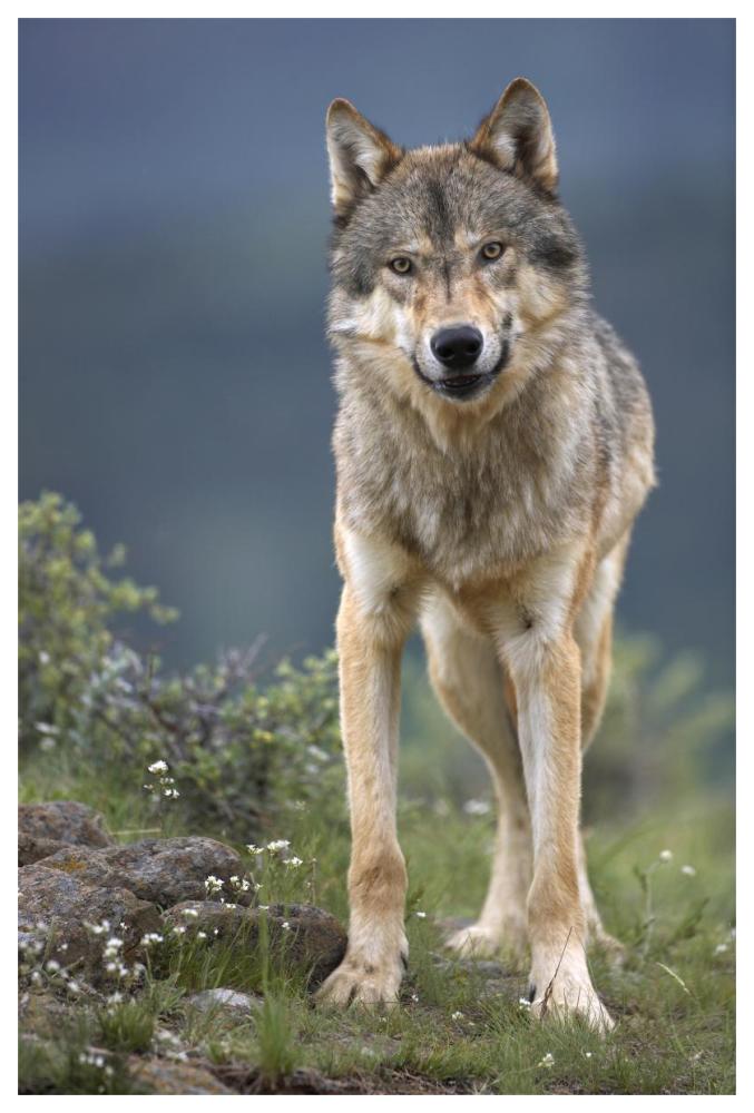 Gray Wolf North America-Paper Art-42,,X62,,