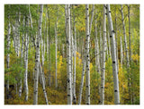 Aspen Trees In Fall, Colorado-Paper Art-18,,X14,,