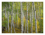 Aspen Trees In Fall, Colorado-Paper Art-26,,X20,,