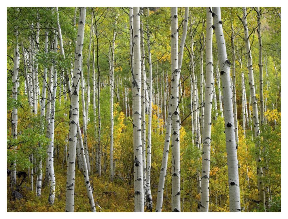 Aspen Trees In Fall, Colorado-Paper Art-42,,X32,,