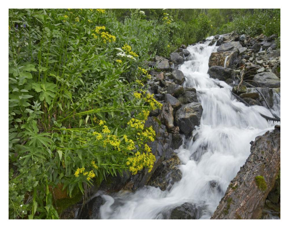 Creek Near Silverton, Colorado-Paper Art-34,,X26,,