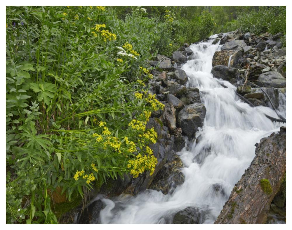 Creek Near Silverton, Colorado-Paper Art-50,,X38,,