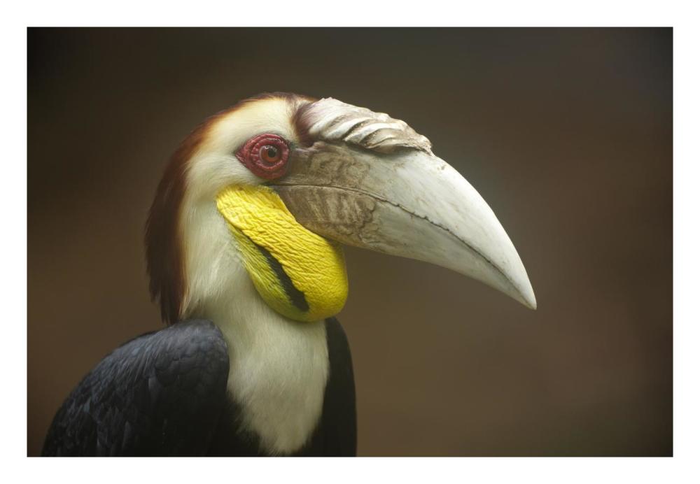 Wreathed Hornbill Male, Malaysia-Paper Art-26,,X18,,