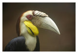 Wreathed Hornbill Male, Malaysia-Paper Art-32,,X22,,