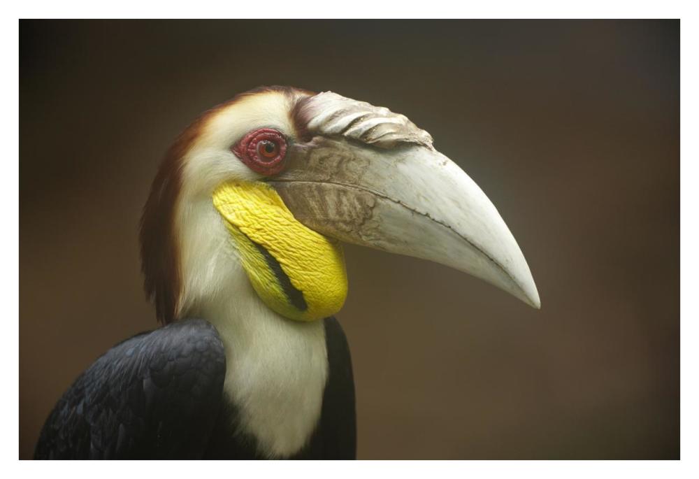 Wreathed Hornbill Male, Malaysia-Paper Art-38,,X26,,