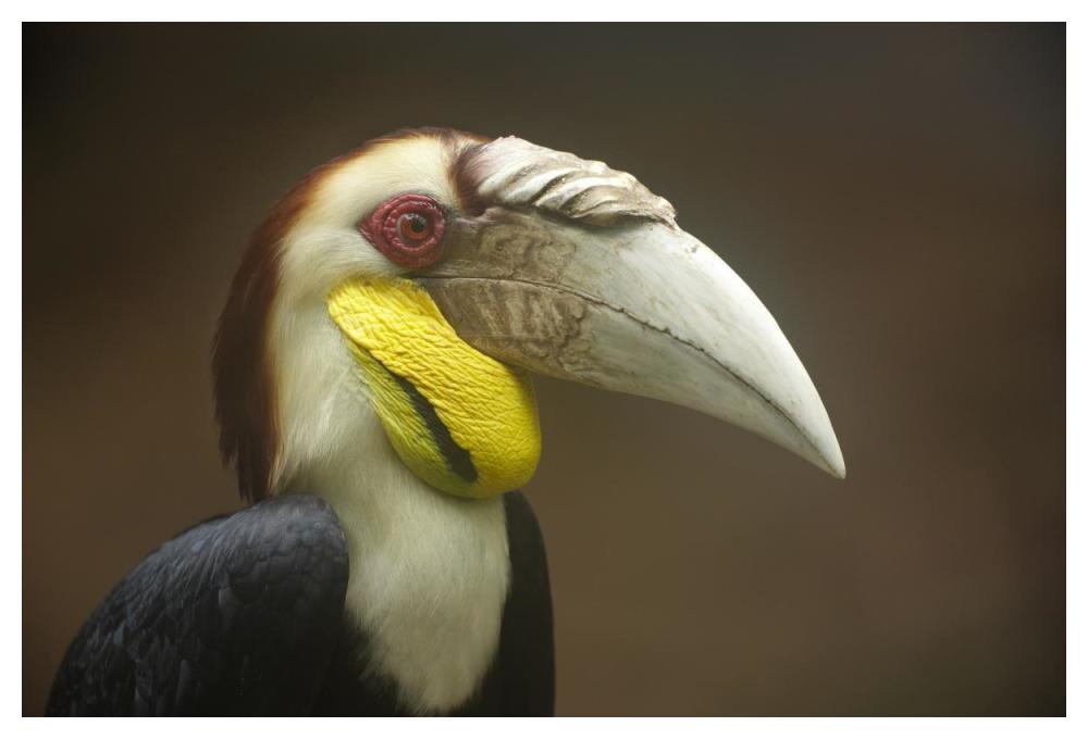 Wreathed Hornbill Male, Malaysia-Paper Art-50,,X34,,