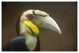 Wreathed Hornbill Male, Malaysia-Paper Art-50,,X34,,