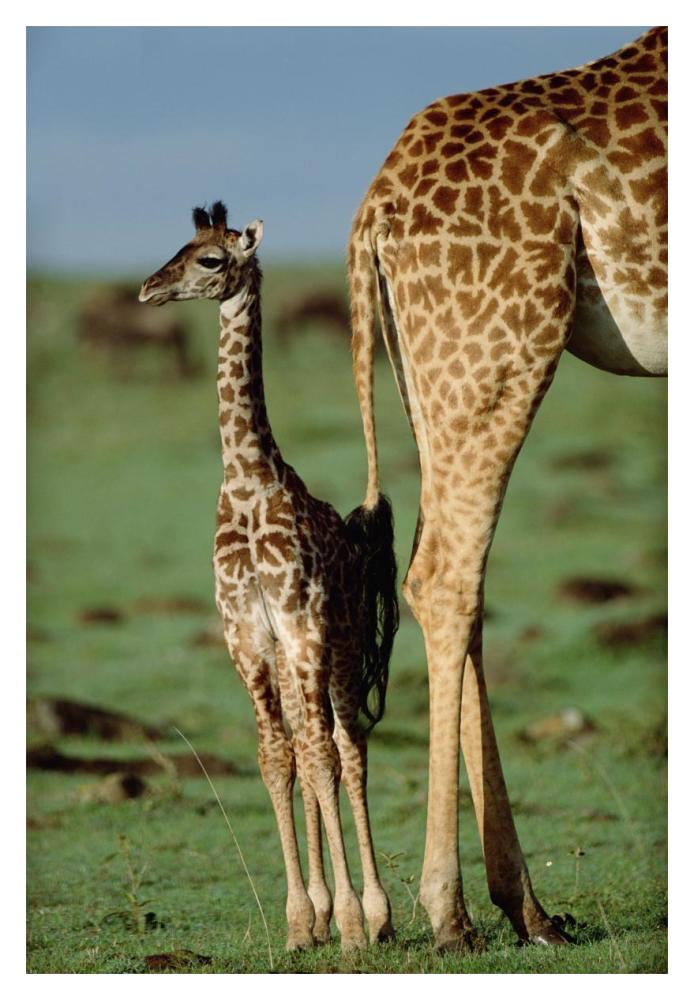 Giraffe Mother With Young, Kenya-Paper Art-14,,X20,,