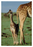 Giraffe Mother With Young, Kenya-Paper Art-14,,X20,,