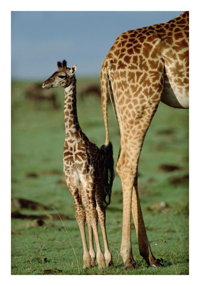 Giraffe Mother With Young, Kenya-Paper Art-18,,X26,,