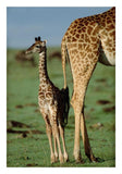 Giraffe Mother With Young, Kenya-Paper Art-18,,X26,,