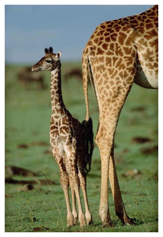 Giraffe Mother With Young, Kenya-Paper Art-34,,X50,,