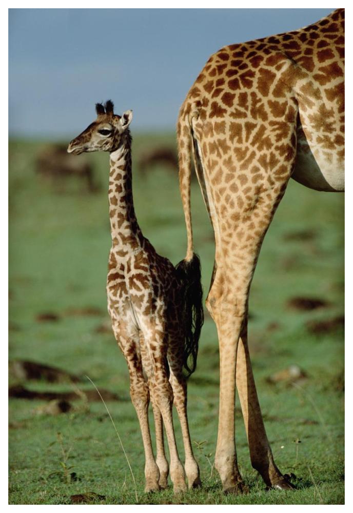 Giraffe Mother With Young, Kenya-Paper Art-42,,X62,,