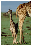 Giraffe Mother With Young, Kenya-Paper Art-42,,X62,,