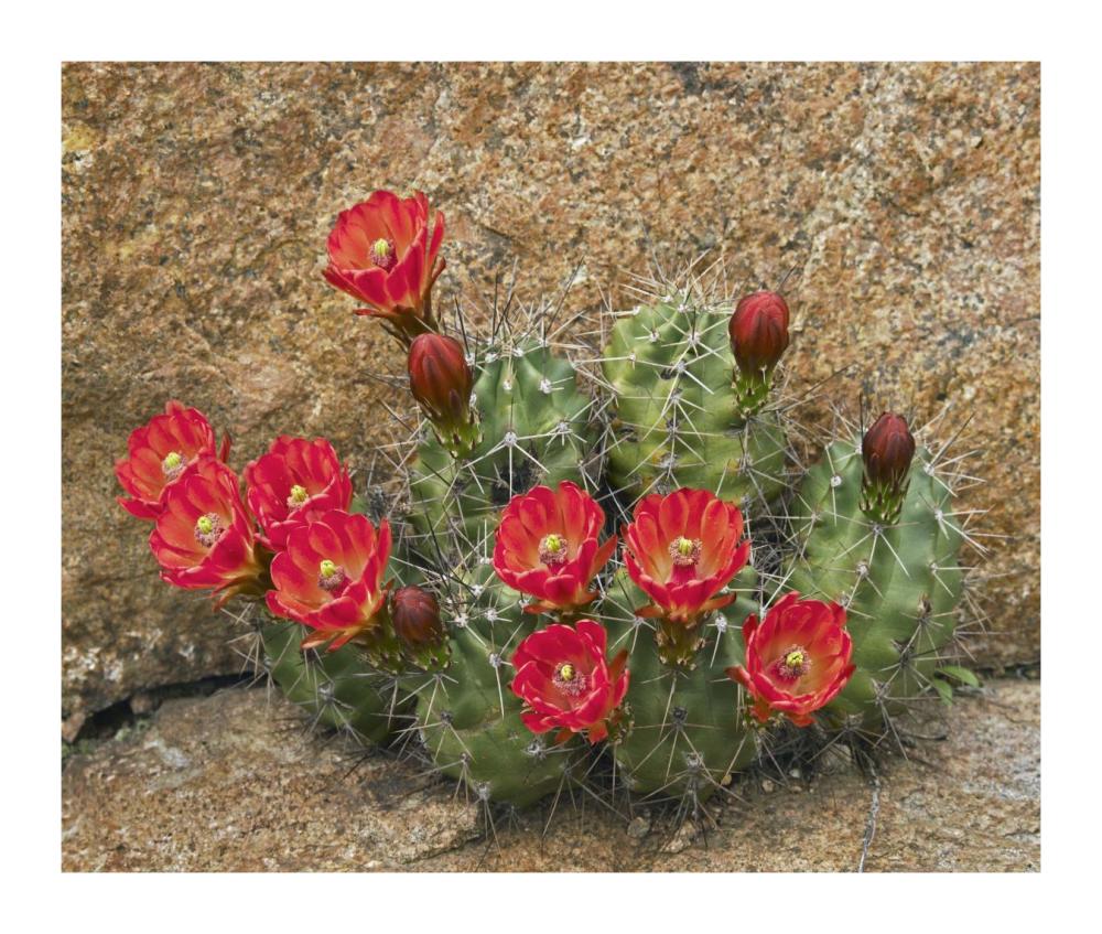 Claret Cup Cactus Flowering, Utah-Paper Art-18,,X15.28,,