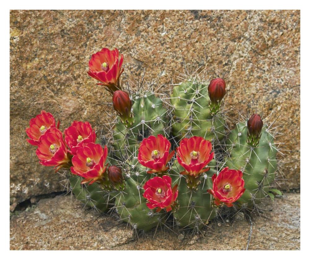 Claret Cup Cactus Flowering, Utah-Paper Art-32,,X26.9,,