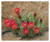 Claret Cup Cactus Flowering, Utah-Paper Art-38,,X31.88,,
