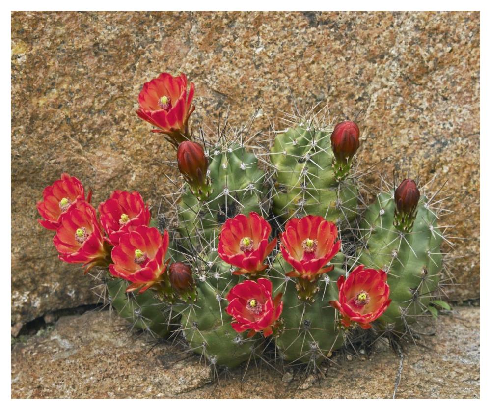 Claret Cup Cactus Flowering, Utah-Paper Art-46,,X38.52,,