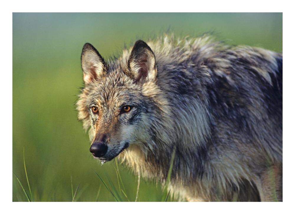 Gray Wolf, Native To North America-Paper Art-24,,X17.4,,