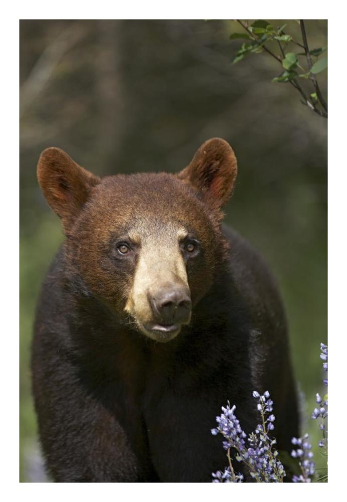 Black Bear Portrait, North America-Paper Art-18,,X26,,