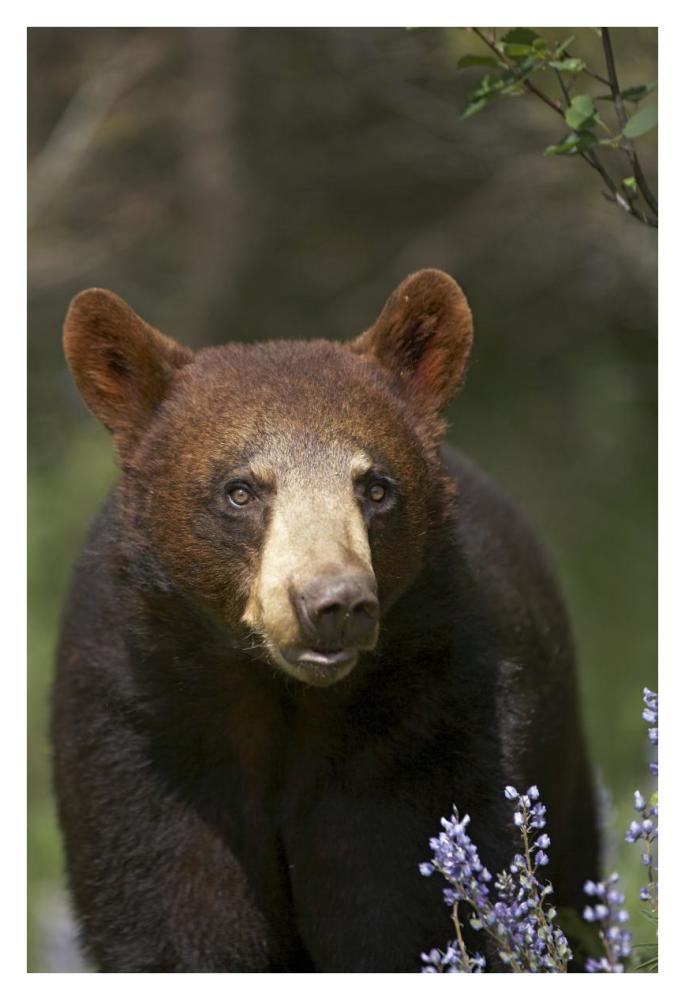 Black Bear Portrait, North America-Paper Art-26,,X38,,