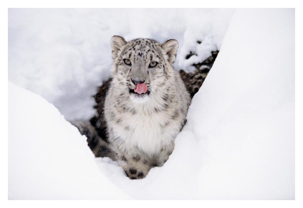 Snow Leopard Adult Portrait In Snow-Paper Art-20,,X14,,