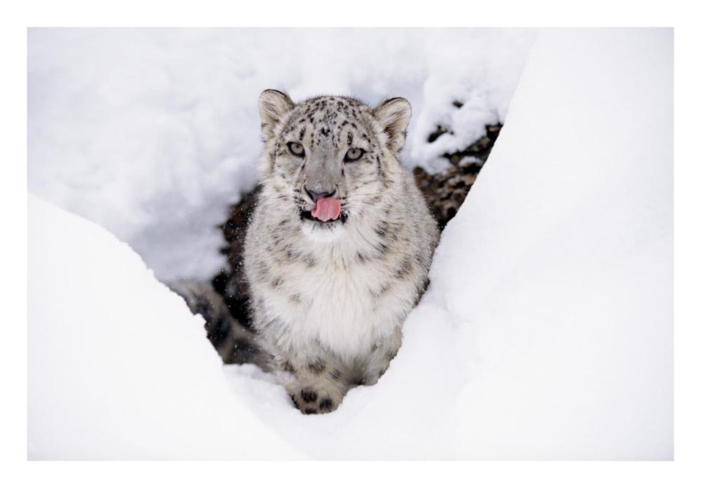 Snow Leopard Adult Portrait In Snow-Paper Art-26,,X18,,