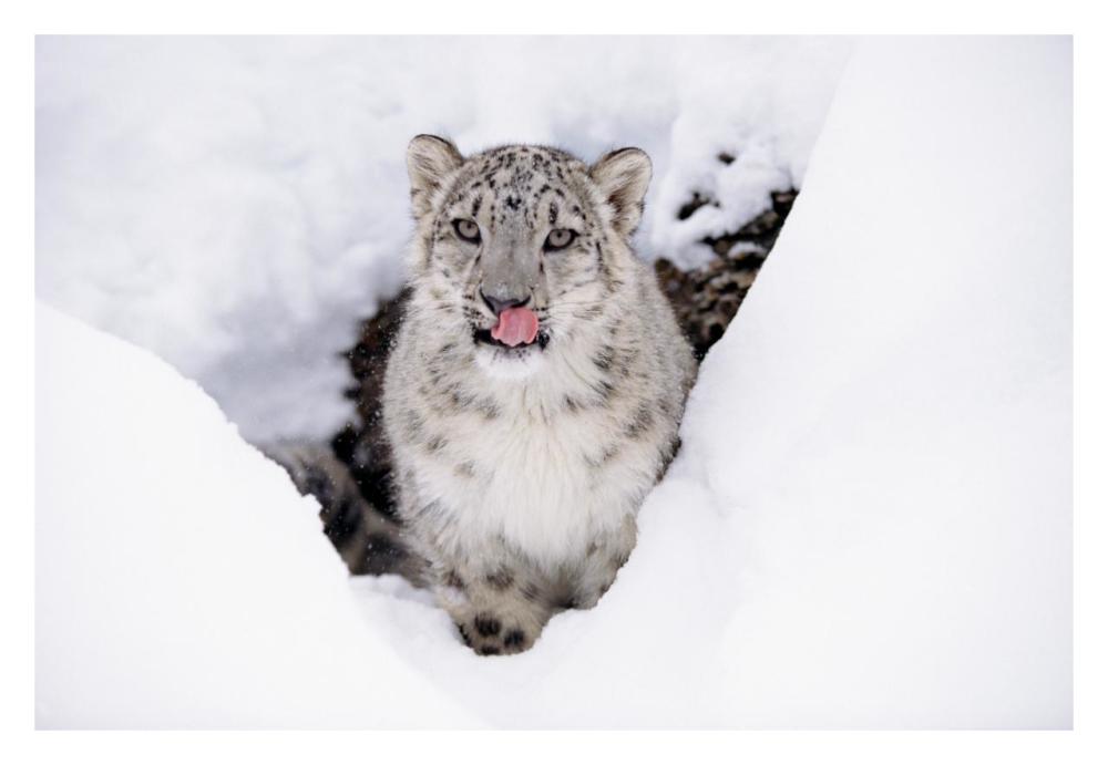 Snow Leopard Adult Portrait In Snow-Paper Art-32,,X22,,