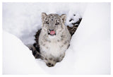 Snow Leopard Adult Portrait In Snow-Paper Art-50,,X34,,