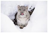 Snow Leopard Adult Portrait In Snow-Paper Art-62,,X42,,