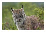 Canada Lynx Portrait, North America-Paper Art-26,,X18,,
