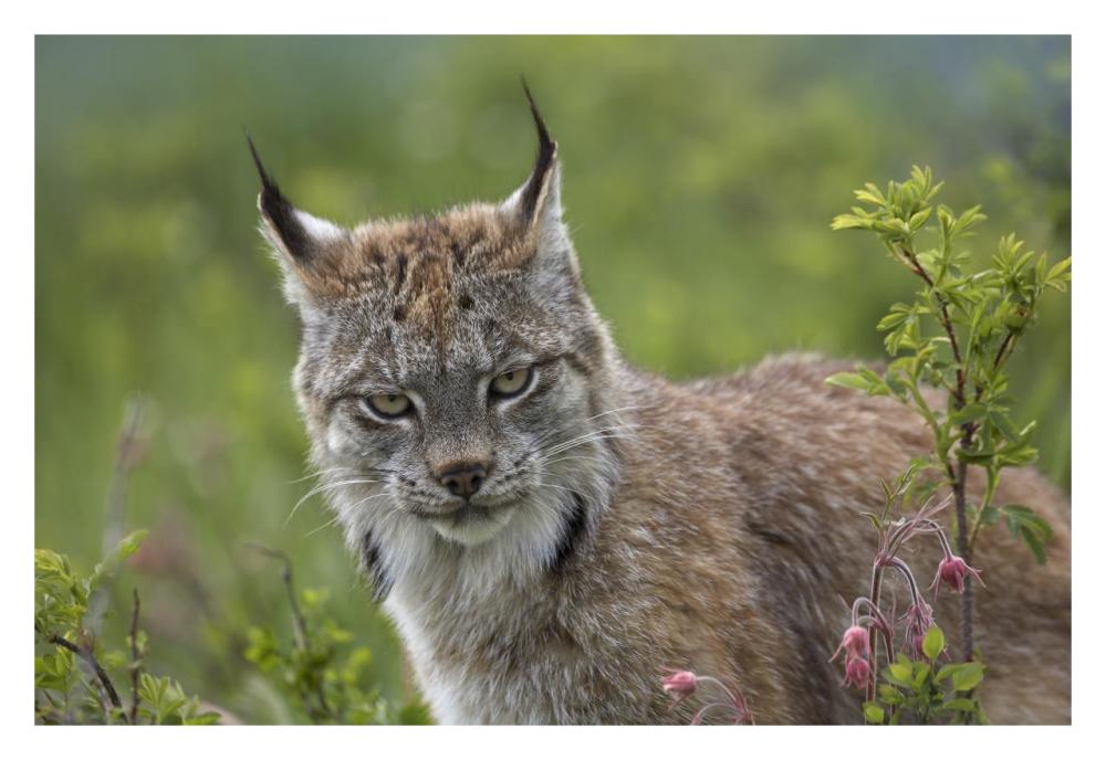 Canada Lynx Portrait, North America-Paper Art-32,,X22,,