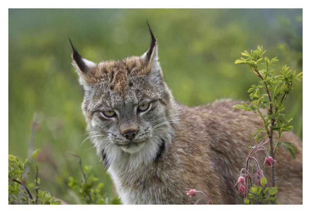 Canada Lynx Portrait, North America-Paper Art-38,,X26,,